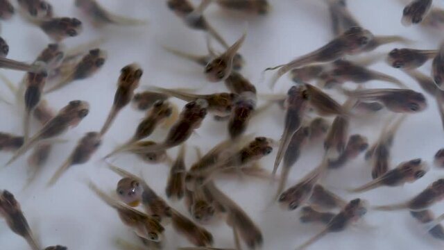 Close up development of the embryo of Nile tilapia or Oreochromis niloticus.Aquaculture concept.