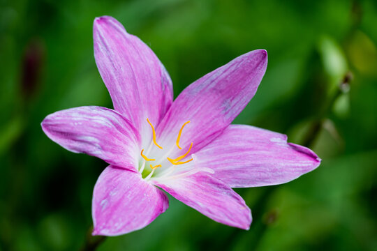 Pink rain lily flower blooming with green leaf on blur bokeh background