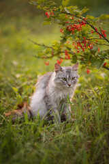 Naklejka na ściany i meble Photo of a gray fluffy cat near a red currant bush.
