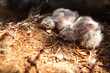 Newborn chicks of a long-eared owl sleeping in a nest.