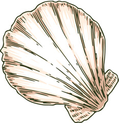 Bivalvia Seashell. Isolated on White Background. Vector Illustration