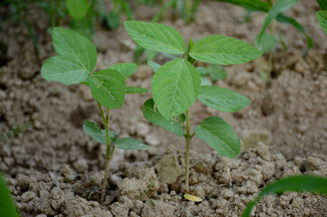 closeup the green beans plant soil heap in the farm over out of focus brown background.