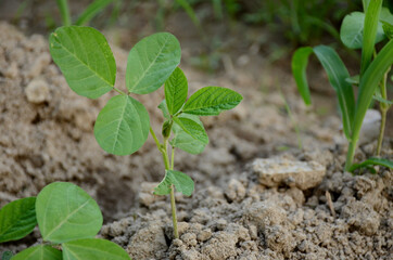 closeup the green beans plant soil heap in the farm over out of focus brown background.