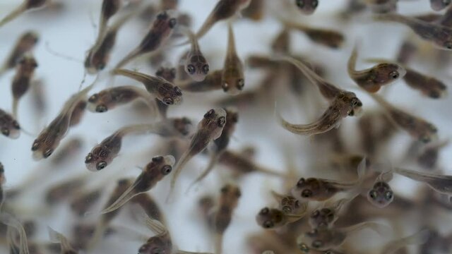Close up development of the embryo of Nile tilapia or Oreochromis niloticus.Aquaculture concept.