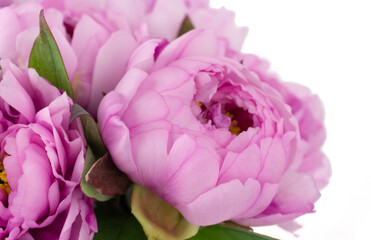 Pink peony flowers bouquet close up with white background