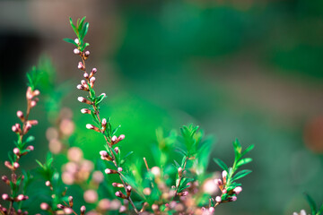 Blooming sakura with green foliage and white flowers