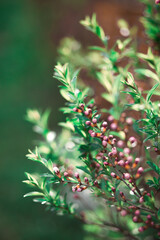 Unblown cherry buds, sakura with green foliage