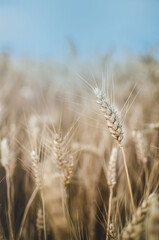 ears of wheat