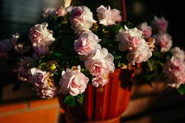 Loose flowers growing in a pot on the street near the house.
