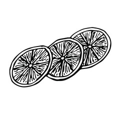 Lemon slices, vector illustration, hand drawing sketch