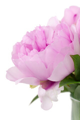 Pink peonies close up isolated on white