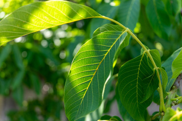 Fototapeta na wymiar Green walnut leaves close up. Sunbeams
