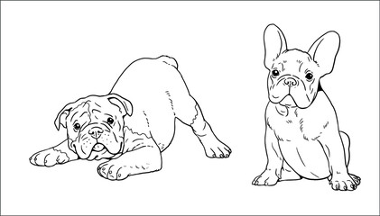 English and French bulldogs puppies. Cute dogs puppy. Coloring template. Vector illustration.	
