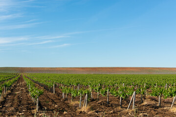 Fototapeta na wymiar Green rows of vineyards against the blue sky. A rural summer landscape without people. Cultivation of varietal grapes for wine production. Crimean vineyards. Serene blue sky, summer heat concept