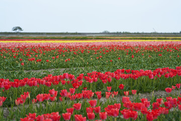 Colorful tulips are blooming all over the vast field