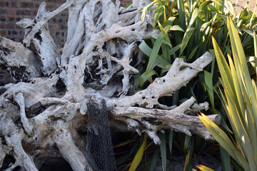 Close Up of Dried Branches & Green Leaves