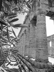 Meravigliosa Sicilia - Il tempio di Segesta