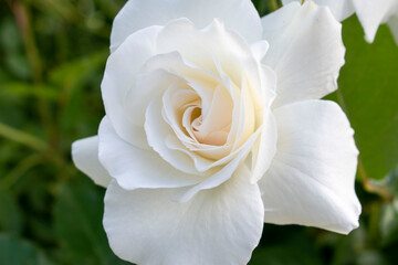 rosa blanca