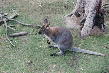 wallaby standing