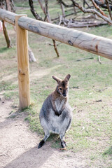 wallaby standing