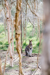 wallaby standing © Teerayut