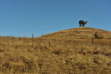A lone tree on a grassy hill in the Free State of South Africa