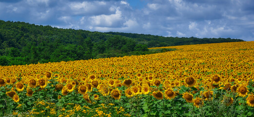 Panorama Landscape Of Sunflower fields And blue Sky clouds Background.Sunflower fields landscapes on a bright sunny day with patterns formed in natural background.