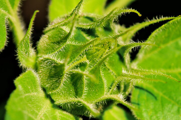 Field of young sunflower sprouts. Sunflower seeds close-up. Harvest sunflower. Agriculture.