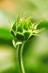 Field of young sunflower sprouts. Sunflower seeds close-up. Harvest sunflower. Agriculture.