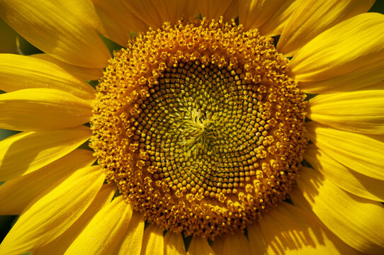 Macro view of sunflower seeds, on sunflowers field and yellow sunflower in bloom. Bright summer wallpaper with vibrant sunflowers, yellows and gold.