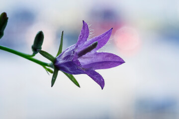 Bell flower on a colored background. Macro image.