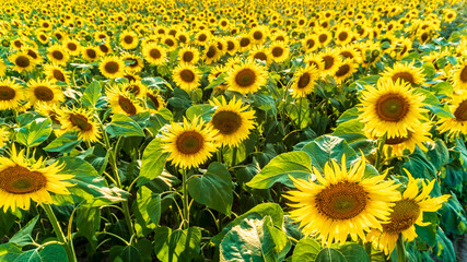 Fototapeta premium sunflower field in the afternoon