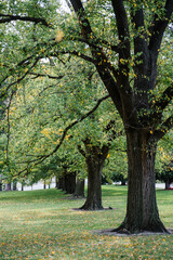 Fototapeta na wymiar big tree in park
