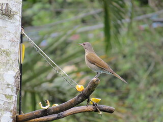 robin on a branch