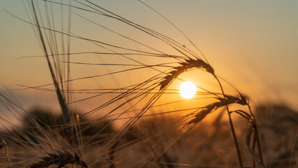 spike of wheat at sunset