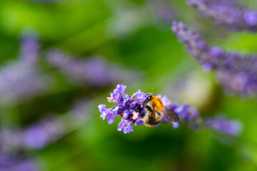close up of a bee on lavender