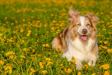 Big ginger dog lies on a green field with yellow flowers