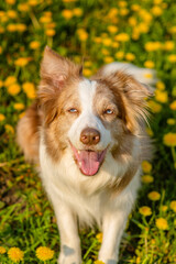The dog of the Australian Shepherd breed lies on a green field with yellow flowers and looks up