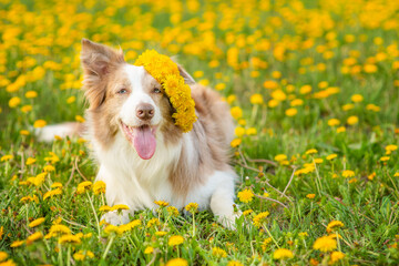 A dog of the Australian Shepherd breed lies in the middle of a green field with yellow flowers with a yellow wreath on his head with his tongue out