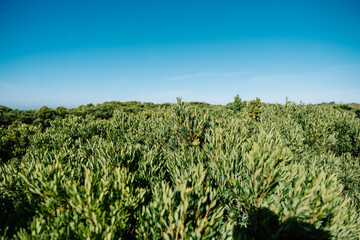 Obraz premium green leaf field