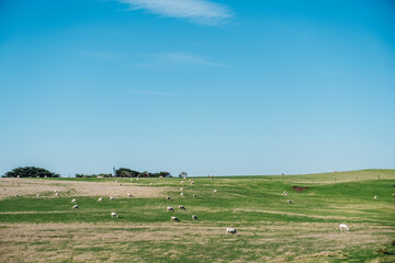 Fototapeta na wymiar sheep in grass field
