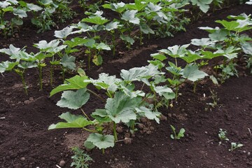 Okra cultivation. Malvaceae Edible fruit.
