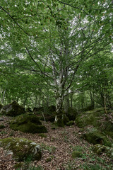 Fototapeta na wymiar Glade in a wood with trees and stones covered with moss. Liguria,Italy 