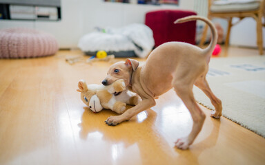 Adorable Italian greyhound puppy is playing with plush toys. Pet concept.  Little puppy dog in...