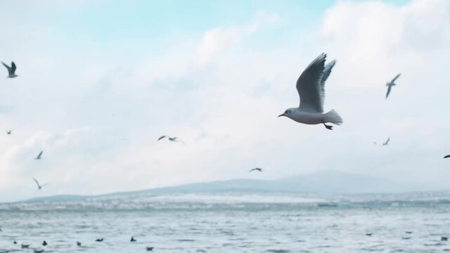 Many seagulls fly near the sea shore. In the background a mountain landscape. Slow motion 240FPS.