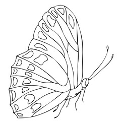 Isolated black and white butterfly on a white background. Vector illustration.