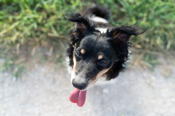 black and white dog portrait 