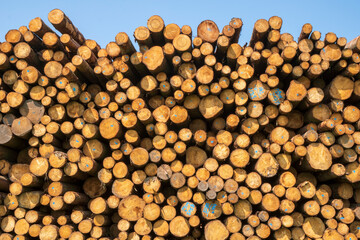 Storage place for wood logs