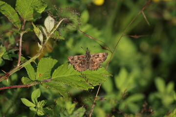 A Mallow skipper perched on a green leaf.