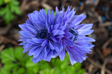 Anemone Lord Lieutenant